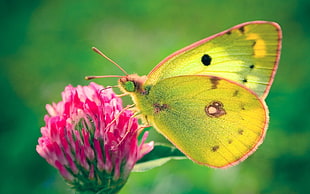 green butterfly perched on red petaled flower